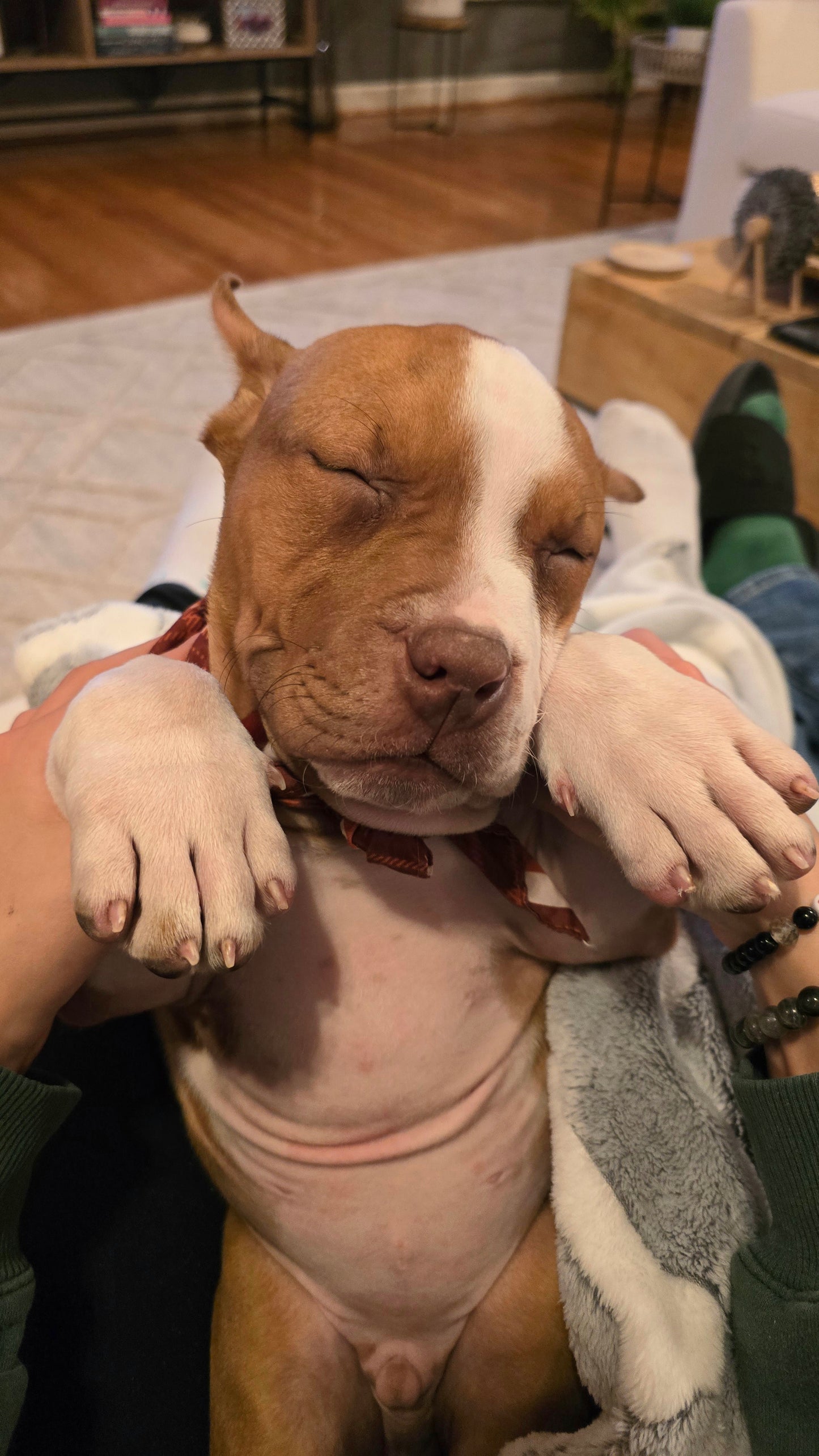 PR The Boo Dogg ⚔ PR Madusa son/ TANK * DOB: 9/20/25 AVAILABLE