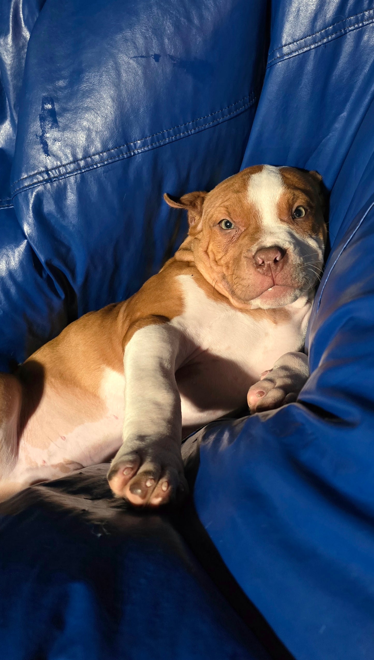 PR The Boo Dogg ⚔ PR Madusa son/ TANK * DOB: 9/20/25 AVAILABLE