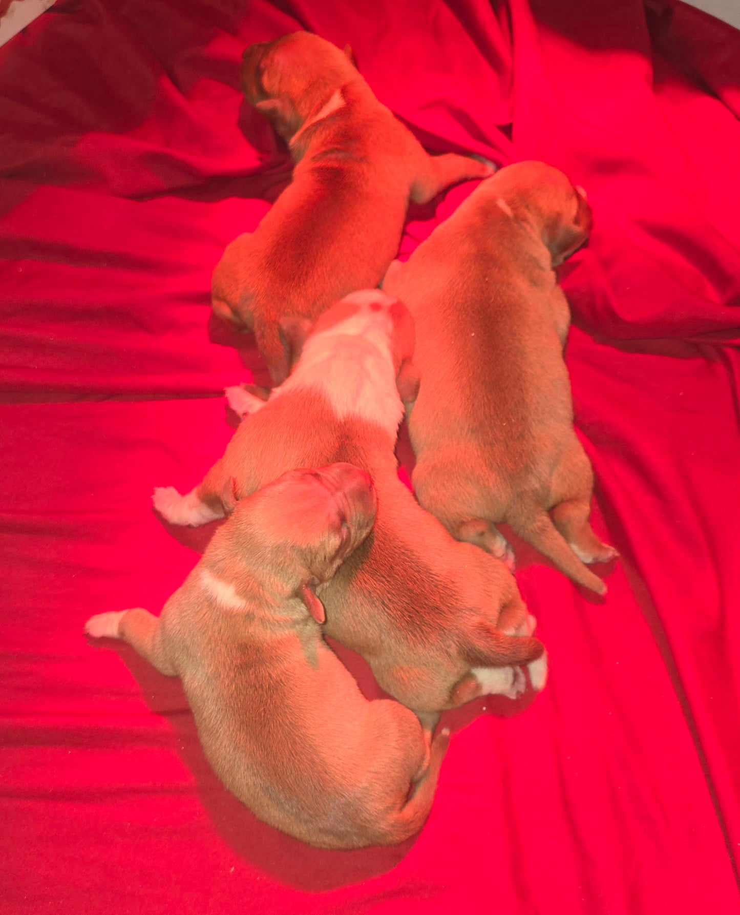 PR Cerberus aka Brandy The Pitbull ⚔ PR BooJee * OMEN * Male #2 * DOB 2/8/26 * SOLD