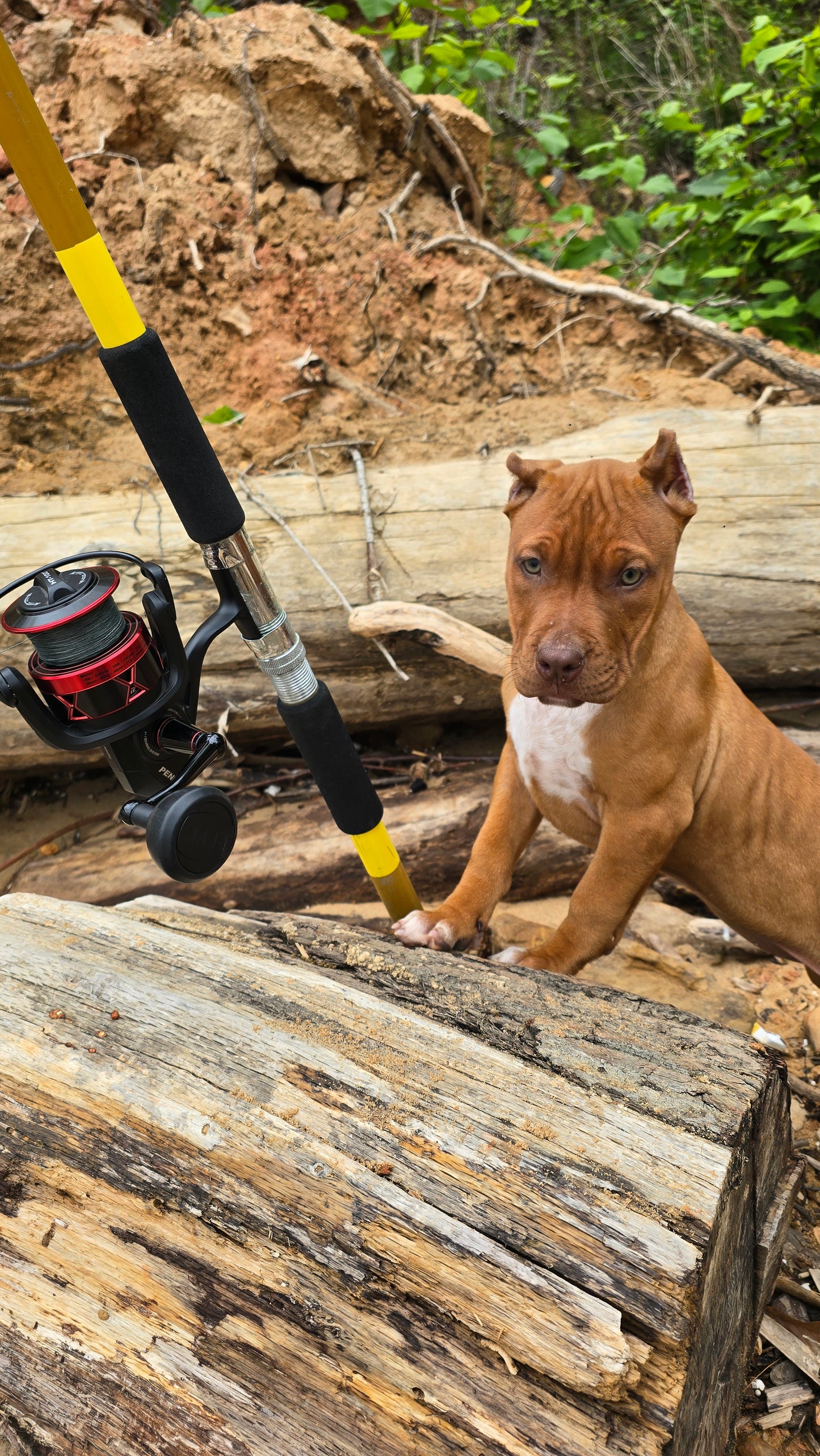 PR Cerberus aka Brandy The Pitbull ⚔ PR BooJee * Cera * DOB 2/8/2026 * NOW AVAILABLE