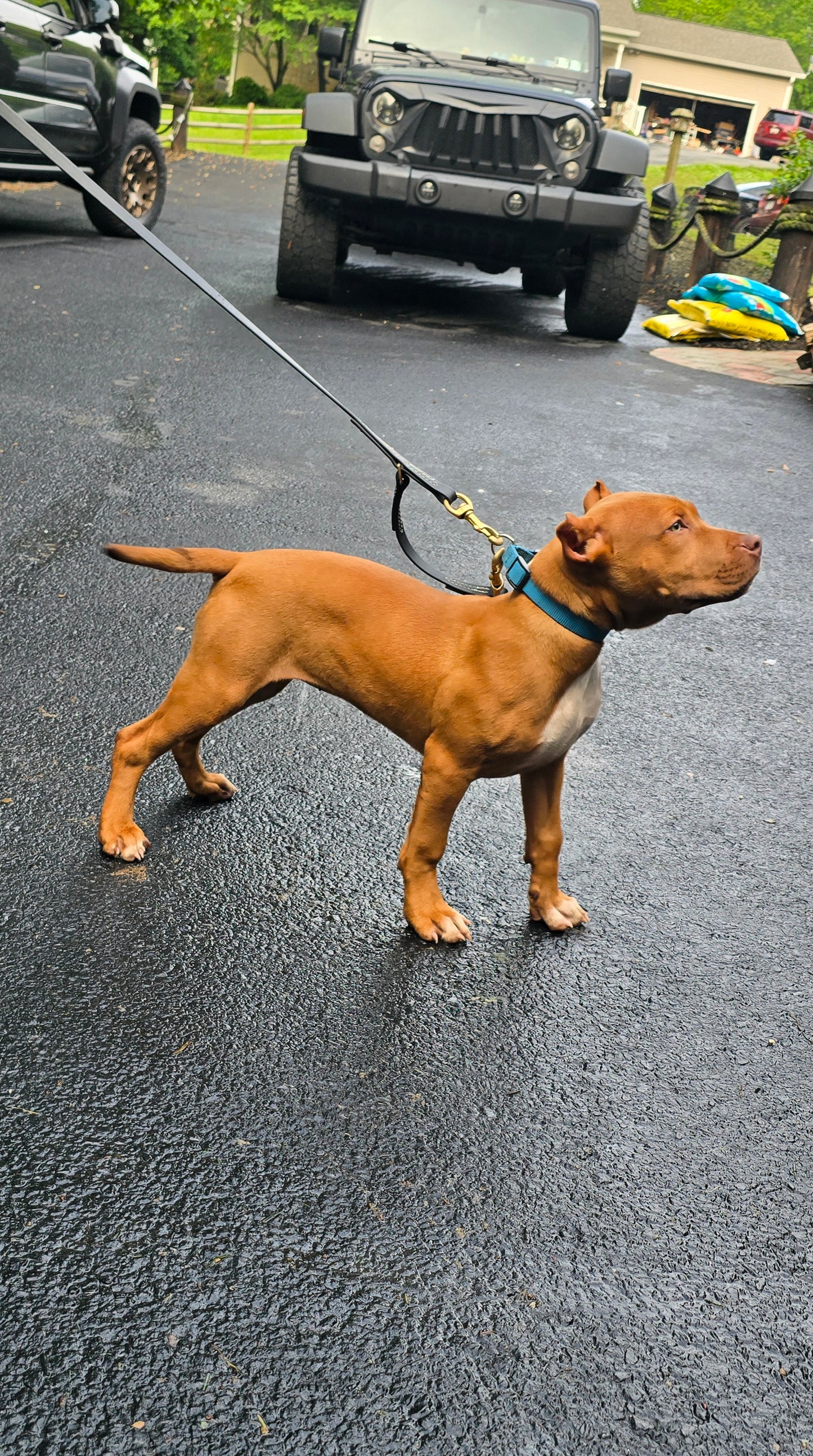 PR Cerberus aka Brandy The Pitbull TM ⚔ PR BooJee * Cera * DOB 2/8/2026 * AVAILABLE w/ Professional Obedience, Environmental, & Desensitizing training