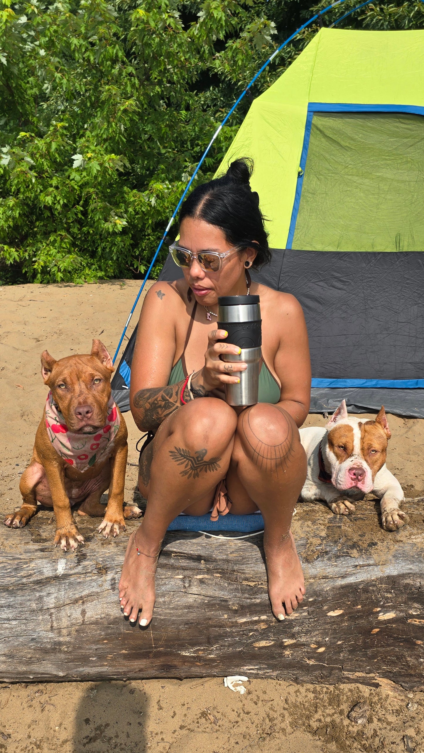PR Cerberus aka Brandy The Pitbull TM ⚔ PR BooJee * Cera * DOB 2/8/2026 * AVAILABLE w/ Professional Obedience, Environmental, & Desensitizing training