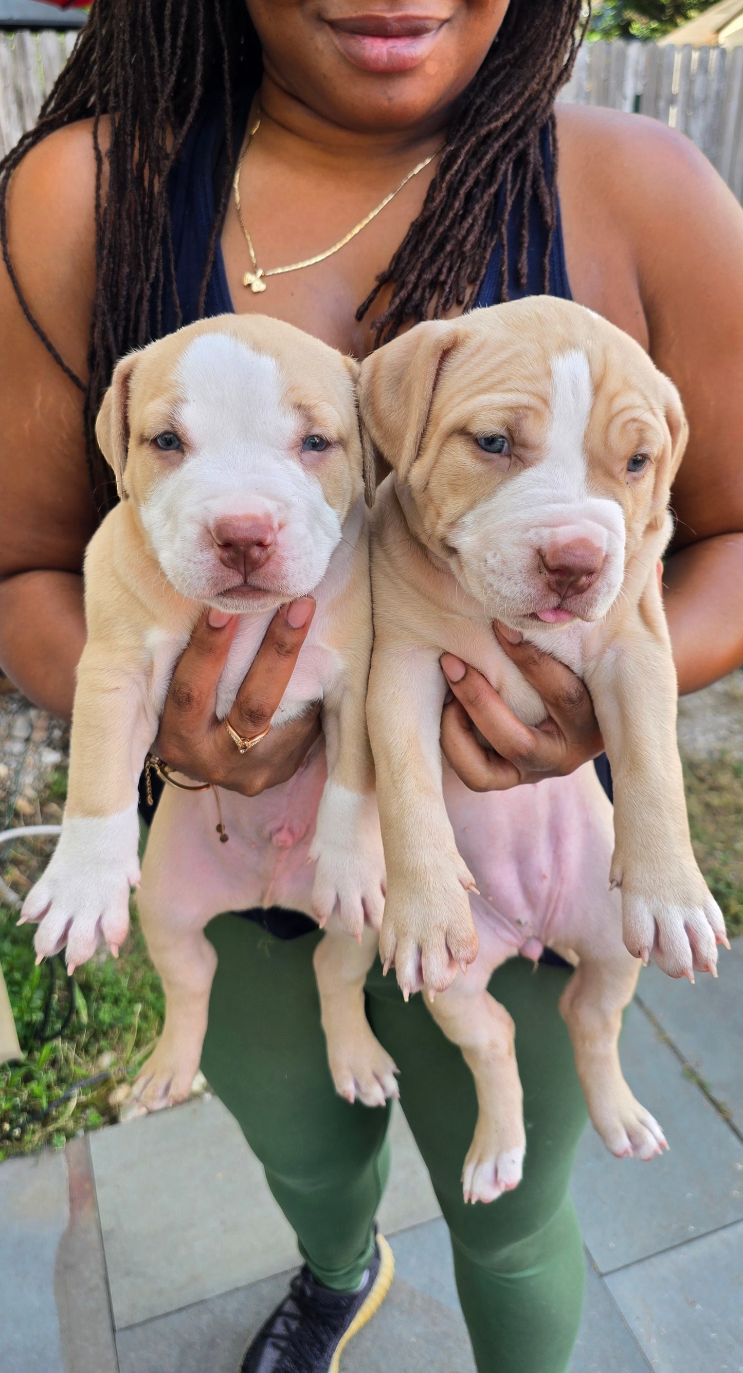 Ferd The Bull PR ⚔ PR Isabella aka Izzy * MALE #2 * DOB: 7/24/26 * AVAILABLE