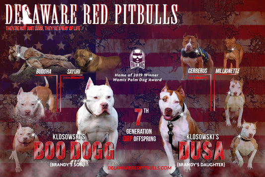 PR The Boo Dogg ⚔ PR Madusa son * Male #1 * EARLY RESERVATION DEPOSIT * DOB: 9/20/25