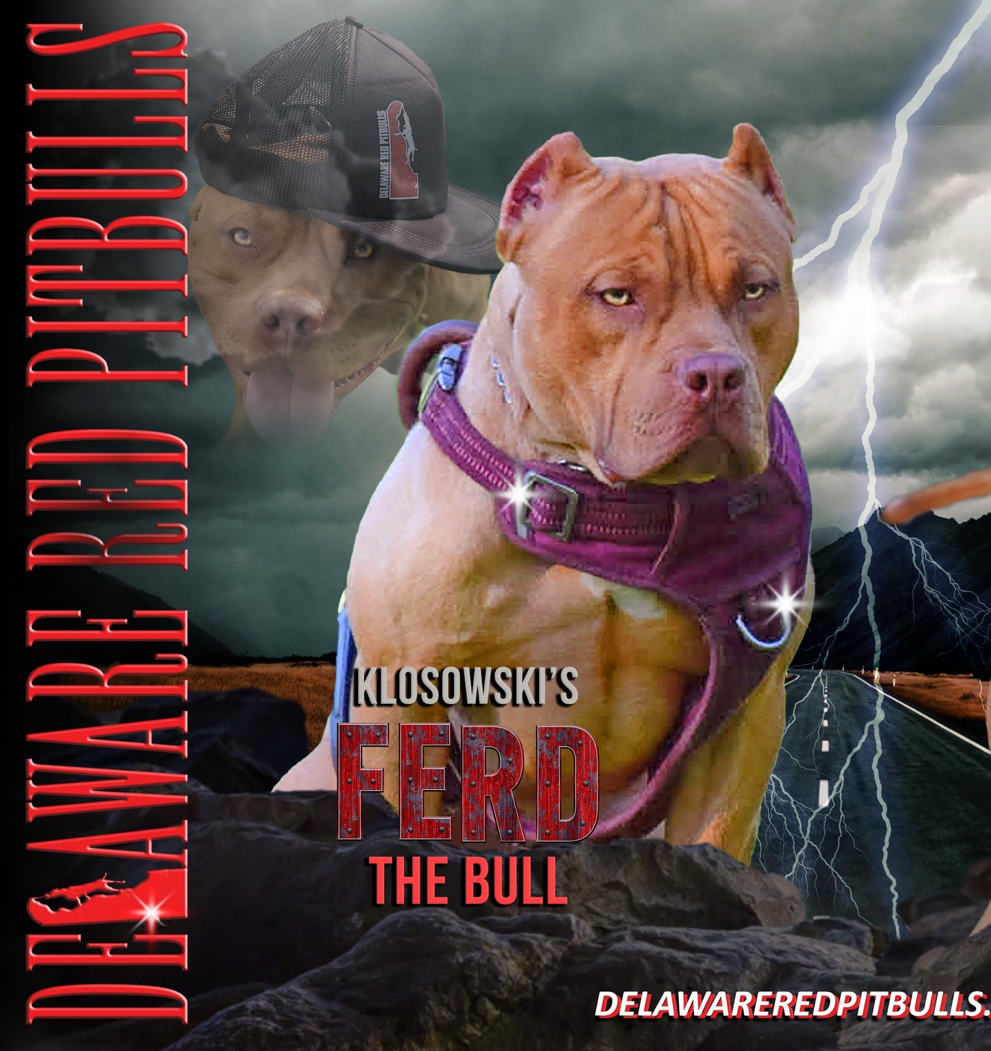 Ferd The Bull PR ⚔ PR Isabella aka Izzy * 2nd pick MALE * DOB: 7/24/26 *