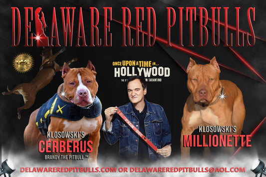 Cerberus PR/ Brandy The Pitbull TM ⚔ PR Millionette RED female #2 - DOB: 10/6/24 * Ready 12/15/2024