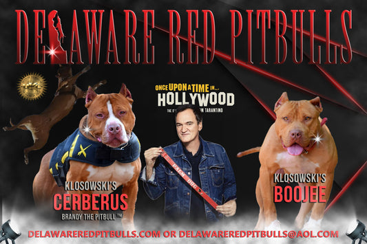 PR Cerberus aka Brandy The Pitbull ⚔ PR BooJee 2nd pick Female Puppy Early Reservation Deposit * Pups expected June 2025