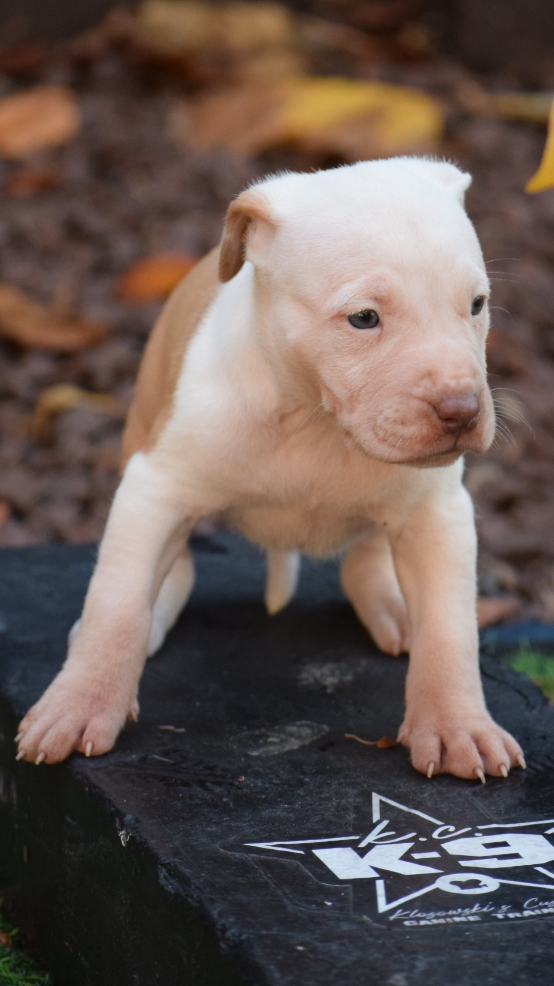 Cerberus PR/ Brandy The Pitbull TM ⚔ PR Millionette Flash female #1 - DOB: 10/6/24 * SOLD