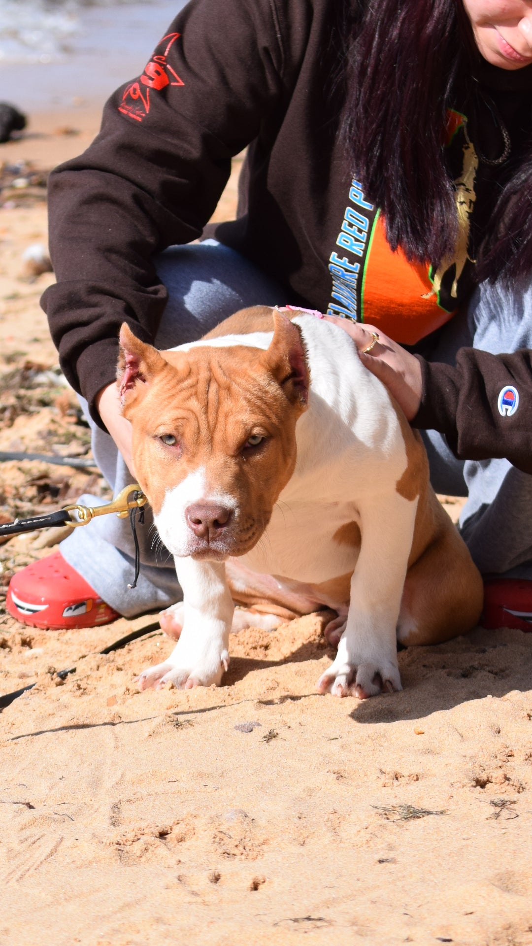 Ferd The Bull PR ⚔ PR BooJee Flash "Winnie" Female #2 - DOB: 10/16/24 * Training included