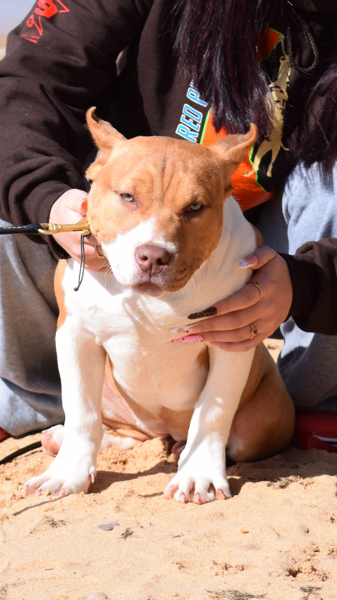 Ferd The Bull PR ⚔ PR BooJee Flash "Winnie" Female #2 - DOB: 10/16/24 * Training included