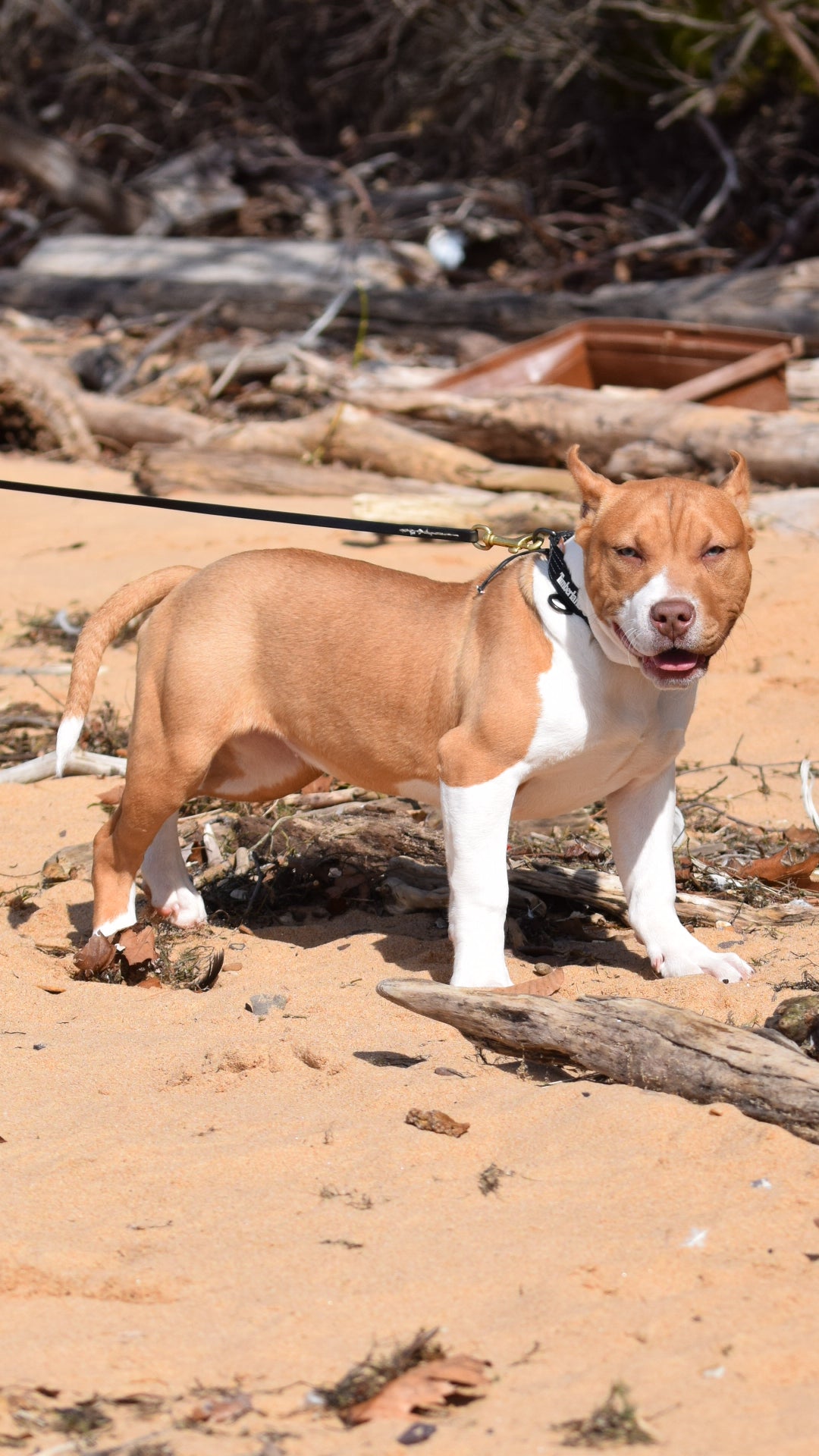 Ferd The Bull PR ⚔ PR BooJee Flash "Winnie" Female #2 - DOB: 10/16/24 * Training included