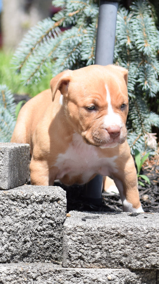 SOLD * Draco 🔥 PR ⚔ Pearls 📿 PR * Female #2- DOB: 5/10/25 * Ready 7/10/2025