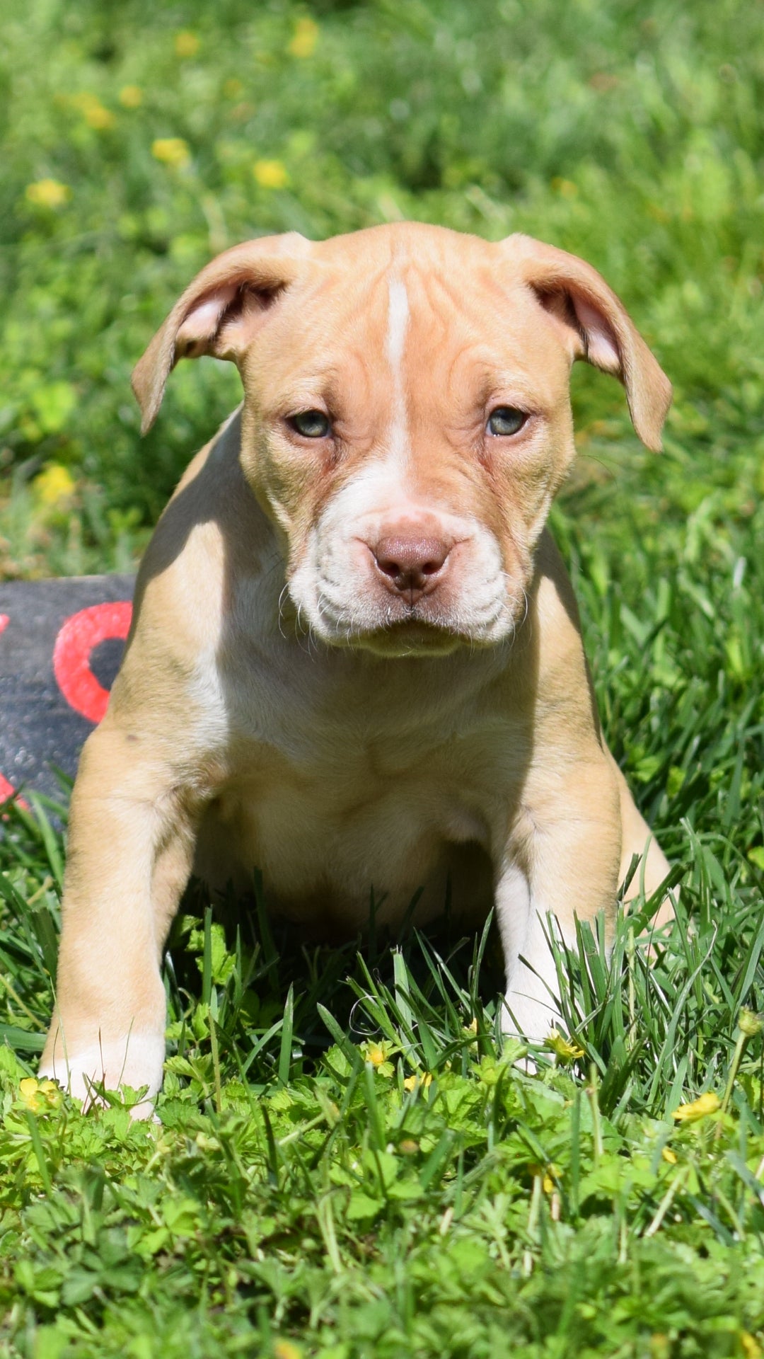 Blue Eyes Red Nose Pitbull Mixed With Blue Nose Pitbull Puppies
