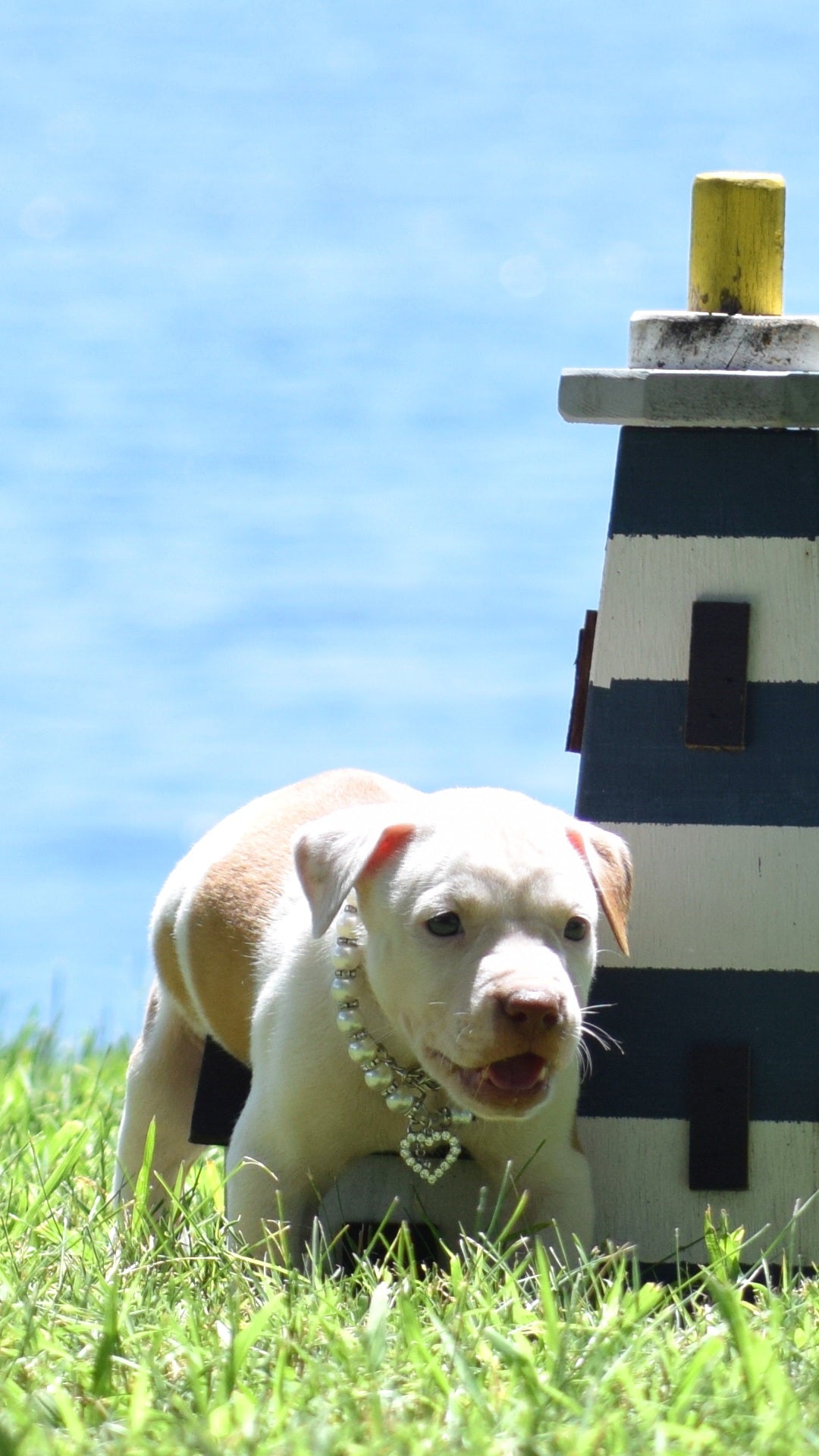 PR Cerberus aka Brandy The Pitbull ⚔ PR BooJee * " PERU " Female 1st pick of the litter * NOW READY
