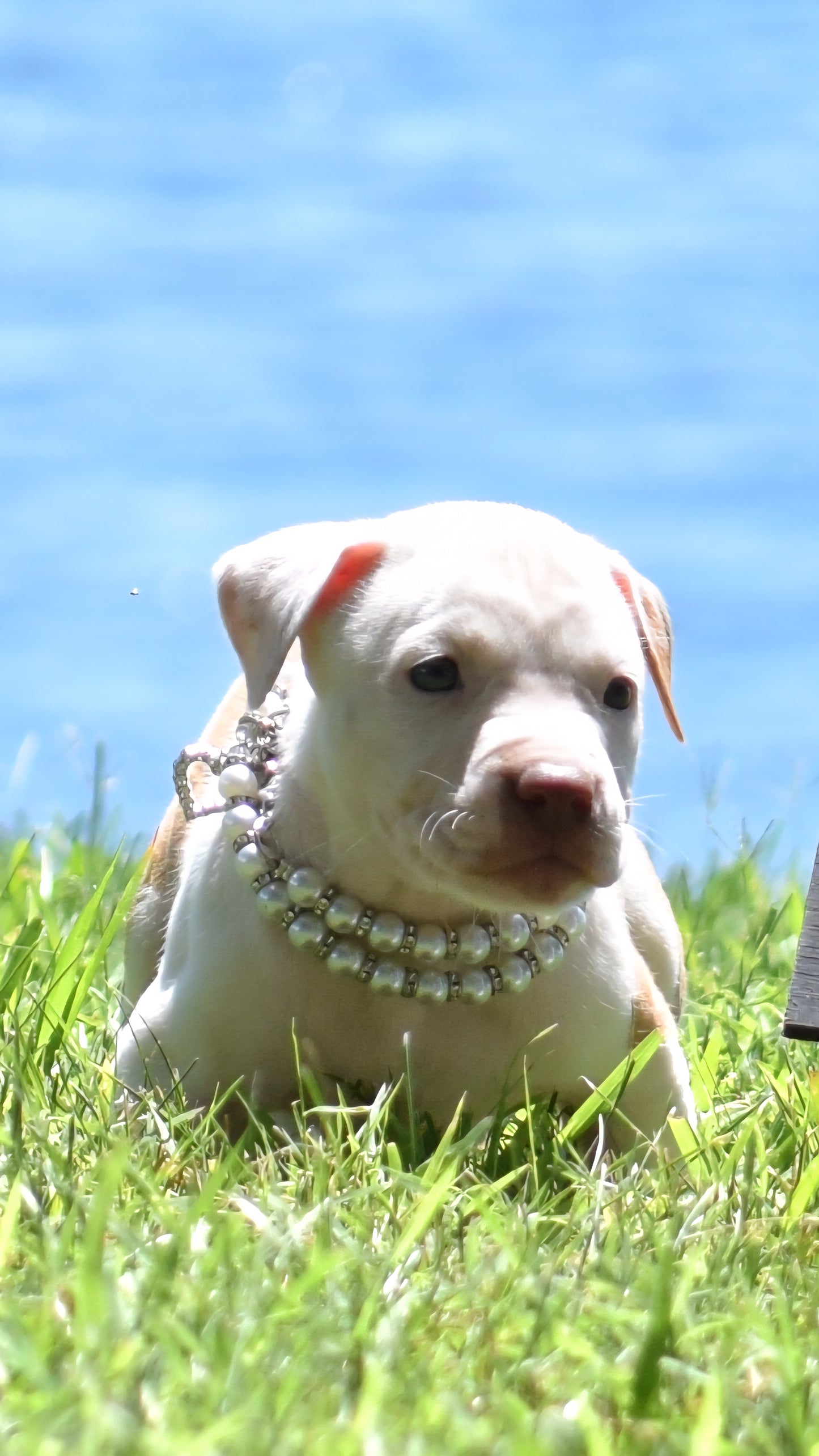PR Cerberus aka Brandy The Pitbull ⚔ PR BooJee * " PERU " Female 1st pick of the litter * NOW READY