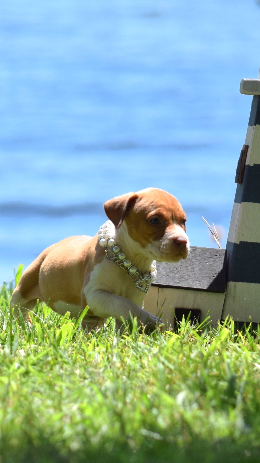 PR Cerberus aka Brandy The Pitbull TM ⚔ PR Boojee daughter * " TINY TINA "  *  NOW READY
