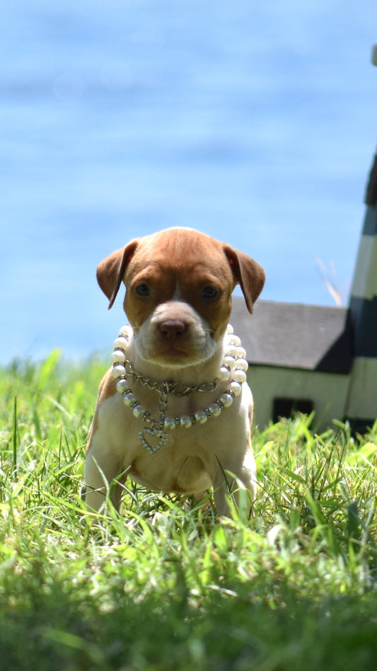 PR Cerberus aka Brandy The Pitbull TM ⚔ PR Boojee* Ready Sept 1st 2025