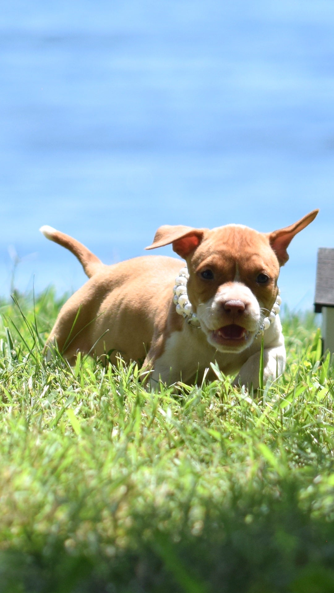 PR Cerberus aka Brandy The Pitbull TM ⚔ PR Boojee daughter * " TINY TINA "  *  NOW READY