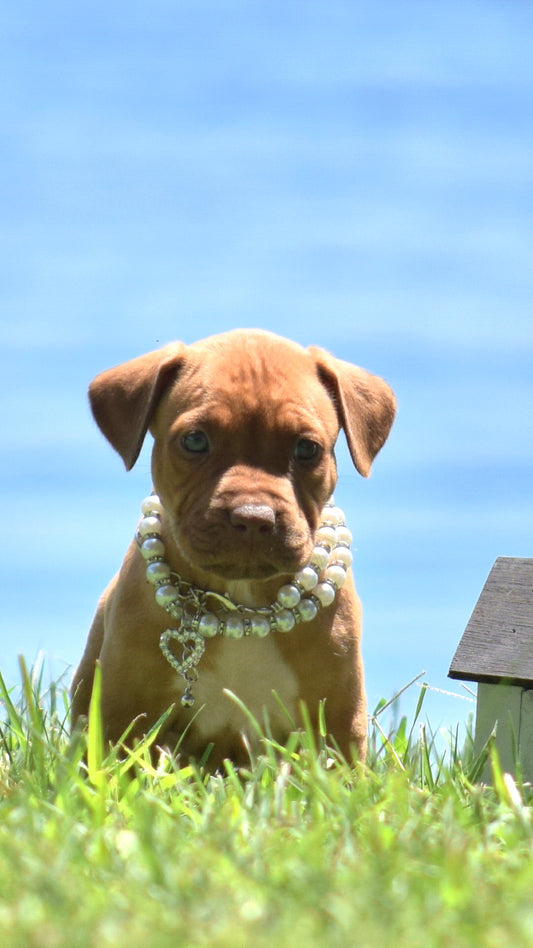 PR Cerberus aka Brandy The Pitbull TM ⚔ PR BooJee Female * Ready Sept 1st 2025