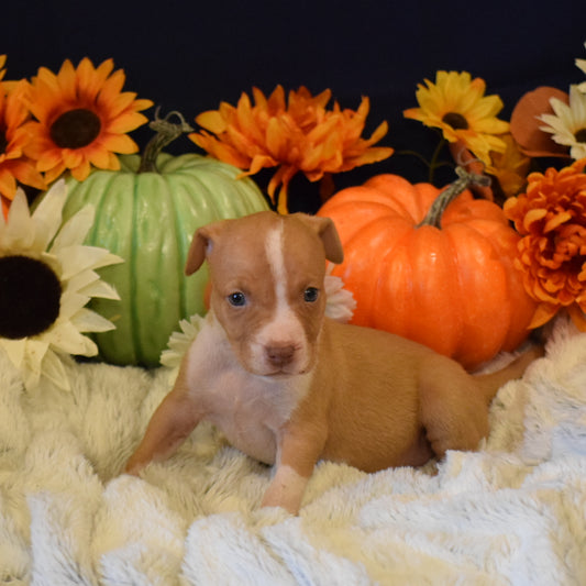 PR Juvenile ⚔ PR Hollywood * FEMALE #1 * Born 8/11/25 & Ready 10/11/2025