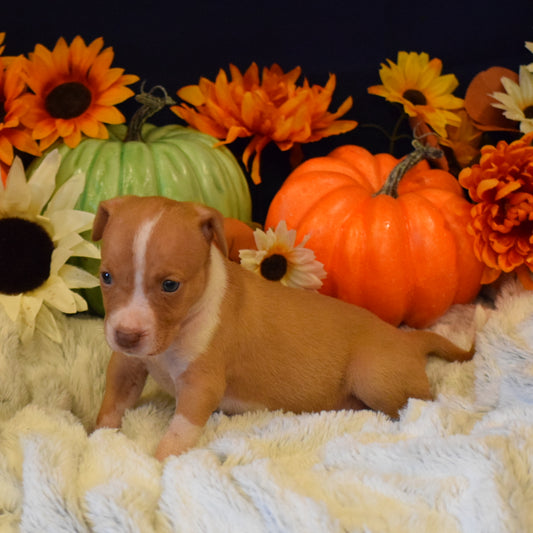PR Juvenile ⚔ PR Hollywood * FEMALE #1 * Born 8/11/25 & Ready 10/11/2025
