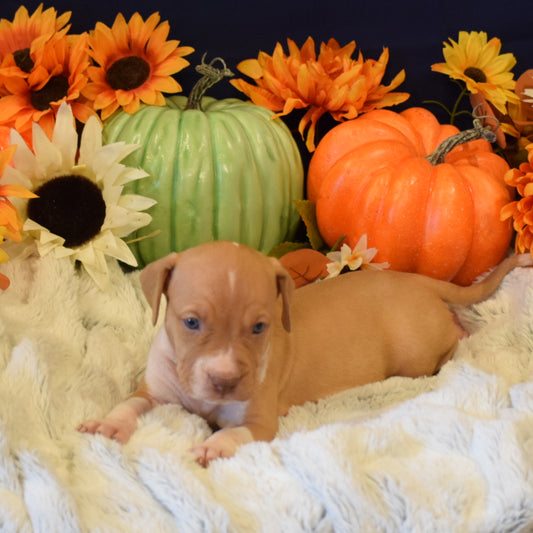 PR Juvenile ⚔ PR Hollywood * MALE #2 * Born 8/11/25 & Ready 10/11/2025
