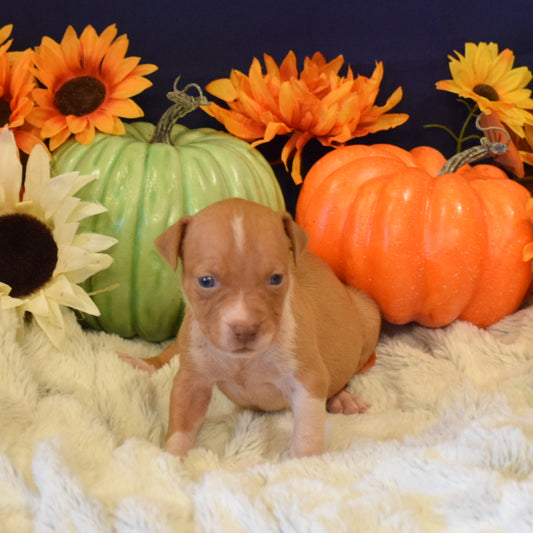 PR Juvenile ⚔ PR Hollywood * 3rd pick MALE * Born 8/11/25 & Ready 10/11/2025 * RESERVATION DEPOSIT