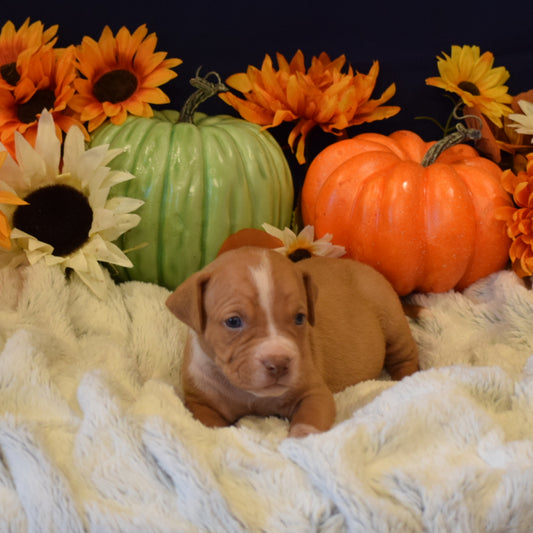 PR Juvenile ⚔ PR Hollywood * 3rd pick MALE * Born 8/11/25 & Ready 10/11/2025 * RESERVATION DEPOSIT