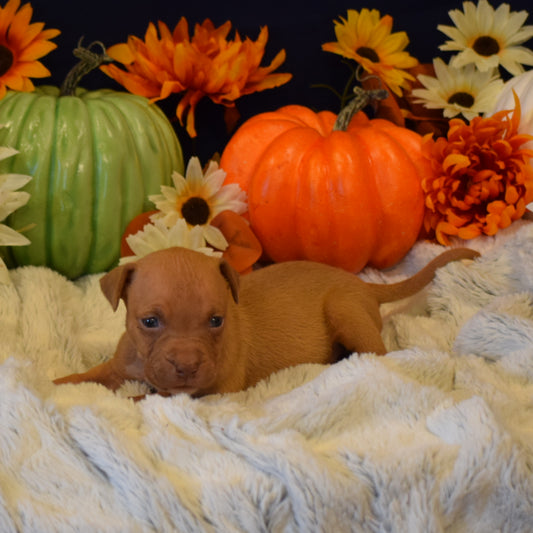 PR Juvenile ⚔ PR Hollywood * 4th pick MALE * Born 8/11/25 & Ready 10/11/2025 * RESERVATION DEPOSIT