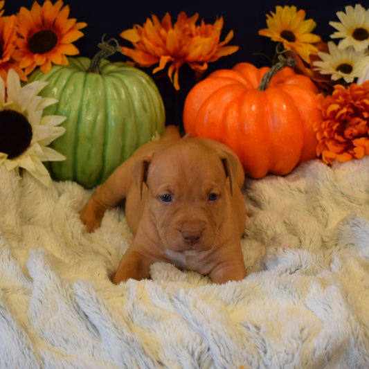 PR Juvenile ⚔ PR Hollywood * 5th pick MALE * Born 8/11/25 & Ready 10/11/2025 * RESERVATION DEPOSIT