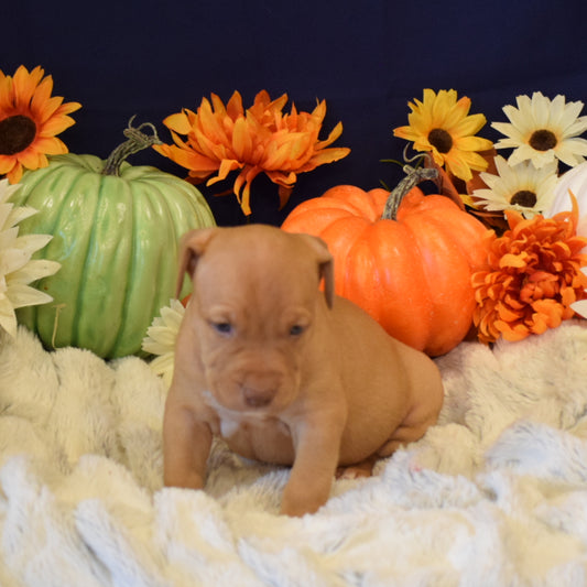 PR Juvenile ⚔ PR Hollywood * 6th pick MALE * Born 8/11/25 & Ready 10/11/2025 * RESERVATION DEPOSIT