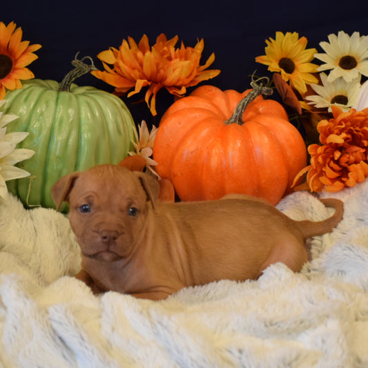 PR Juvenile ⚔ PR Hollywood * 5th pick MALE * Born 8/11/25 & Ready 10/11/2025 * RESERVATION DEPOSIT