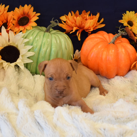 PR Juvenile ⚔ PR Hollywood * 6th pick MALE * Born 8/11/25 & Ready 10/11/2025 * RESERVATION DEPOSIT