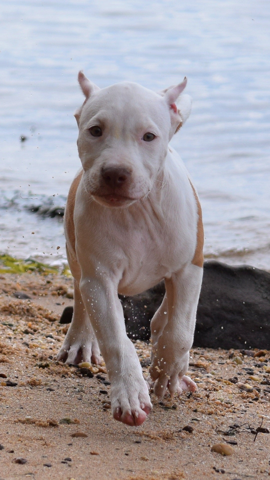 PR Cerberus aka Brandy The Pitbull ⚔ PR BooJee * " PERU " Female 1st pick of the litter * NOW READY
