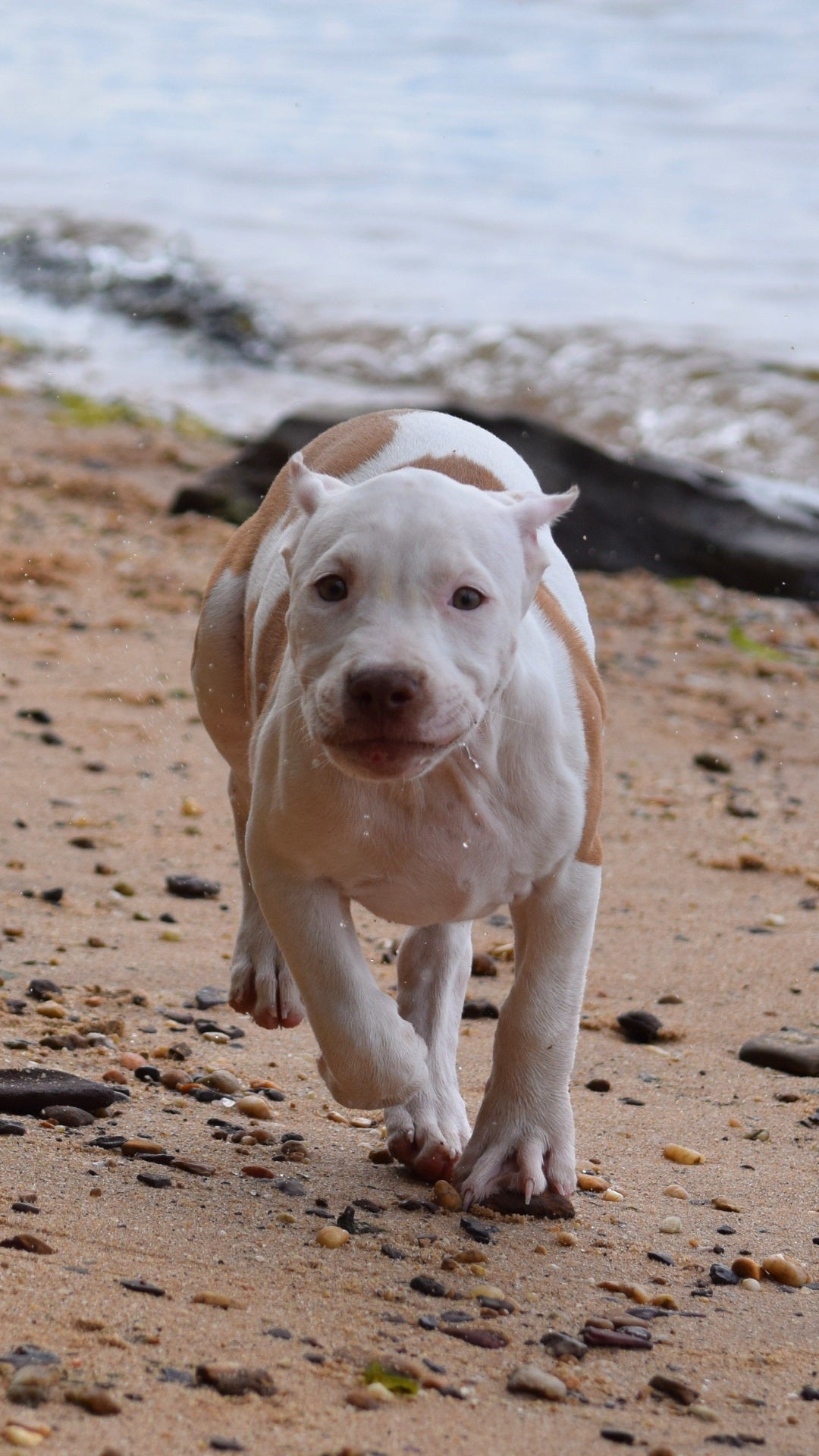 PR Cerberus aka Brandy The Pitbull ⚔ PR BooJee * " PERU " Female 1st pick of the litter * NOW READY