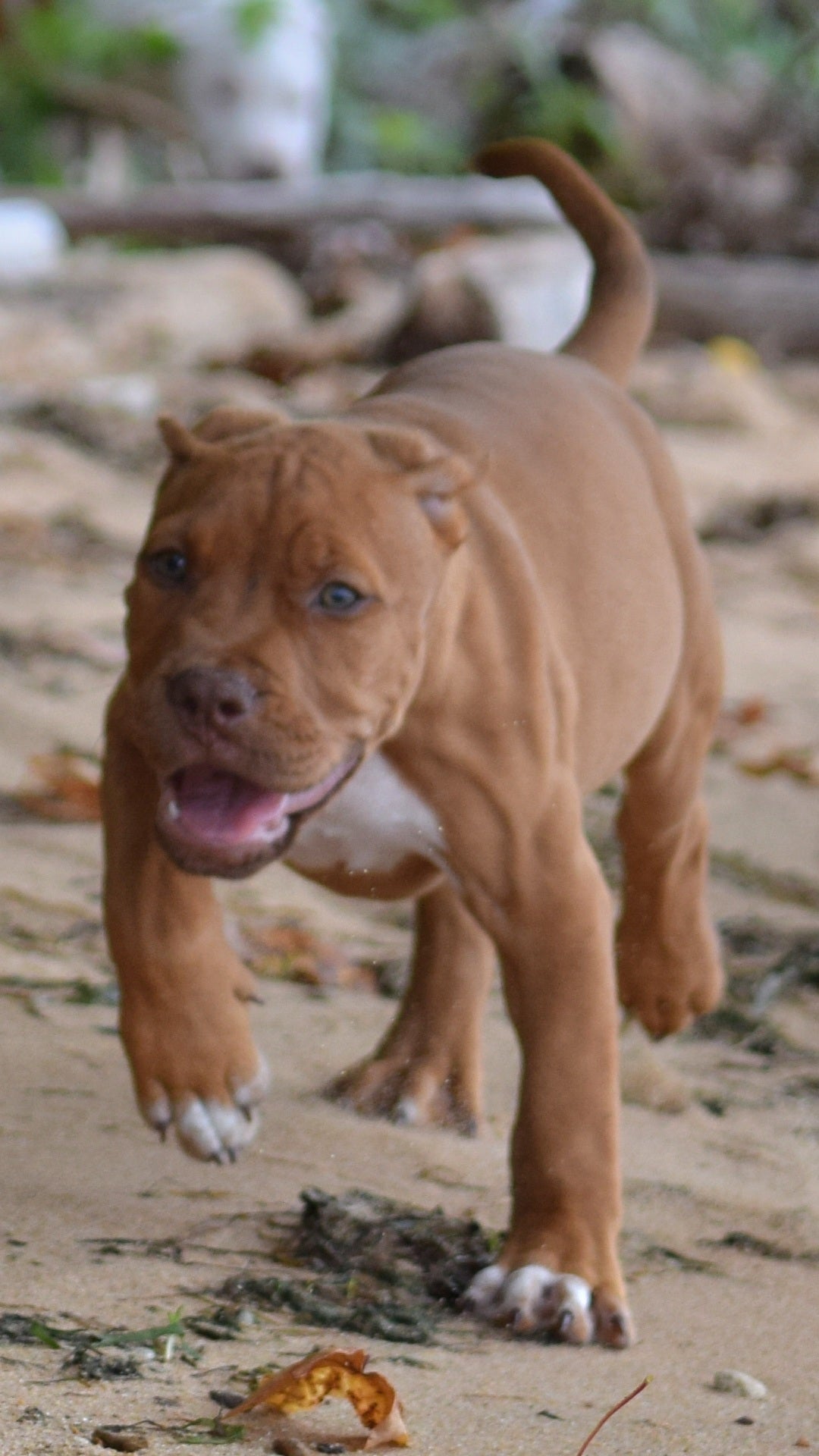 PR Cerberus aka Brandy The Pitbull TM ⚔ PR BooJee Female " La PEARLA " * NOW READY