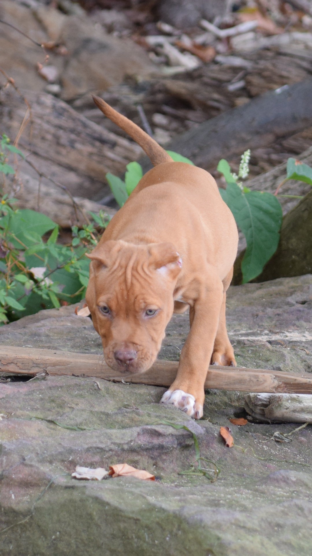 PR Cerberus aka Brandy The Pitbull TM ⚔ PR BooJee Female " La PEARLA " * NOW READY