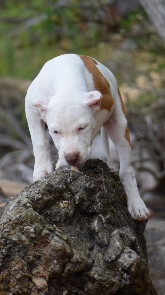 PR Cerberus aka Brandy The Pitbull ⚔ PR BooJee * " PERU " Female 1st pick of the litter * NOW READY