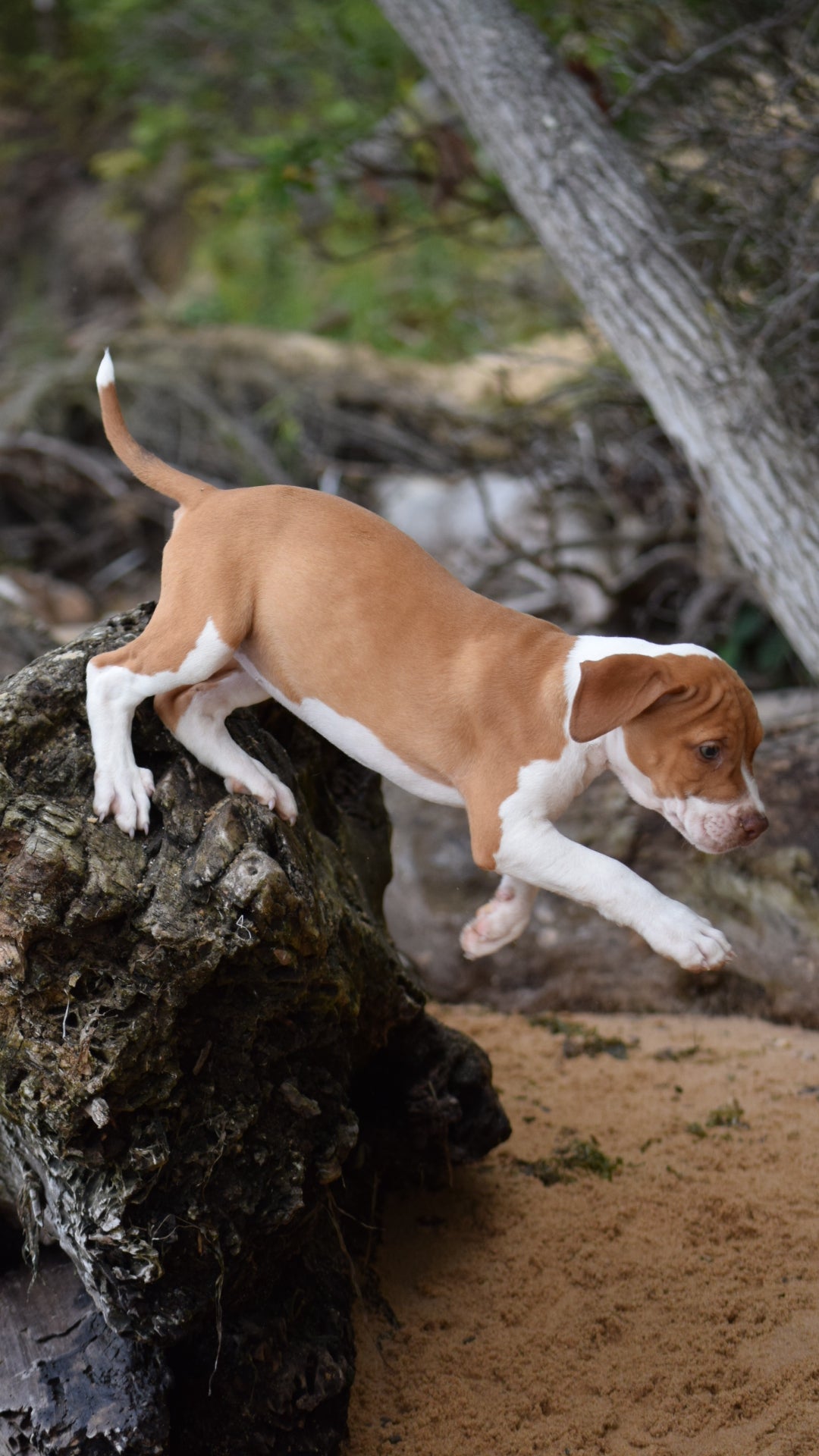 PR Cerberus aka Brandy The Pitbull TM ⚔ PR Boojee daughter * " TINY TINA "  *  NOW READY