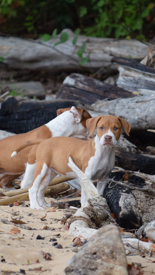 PR Cerberus aka Brandy The Pitbull TM â PR Boojee daughter * " Chili " * NOW READY