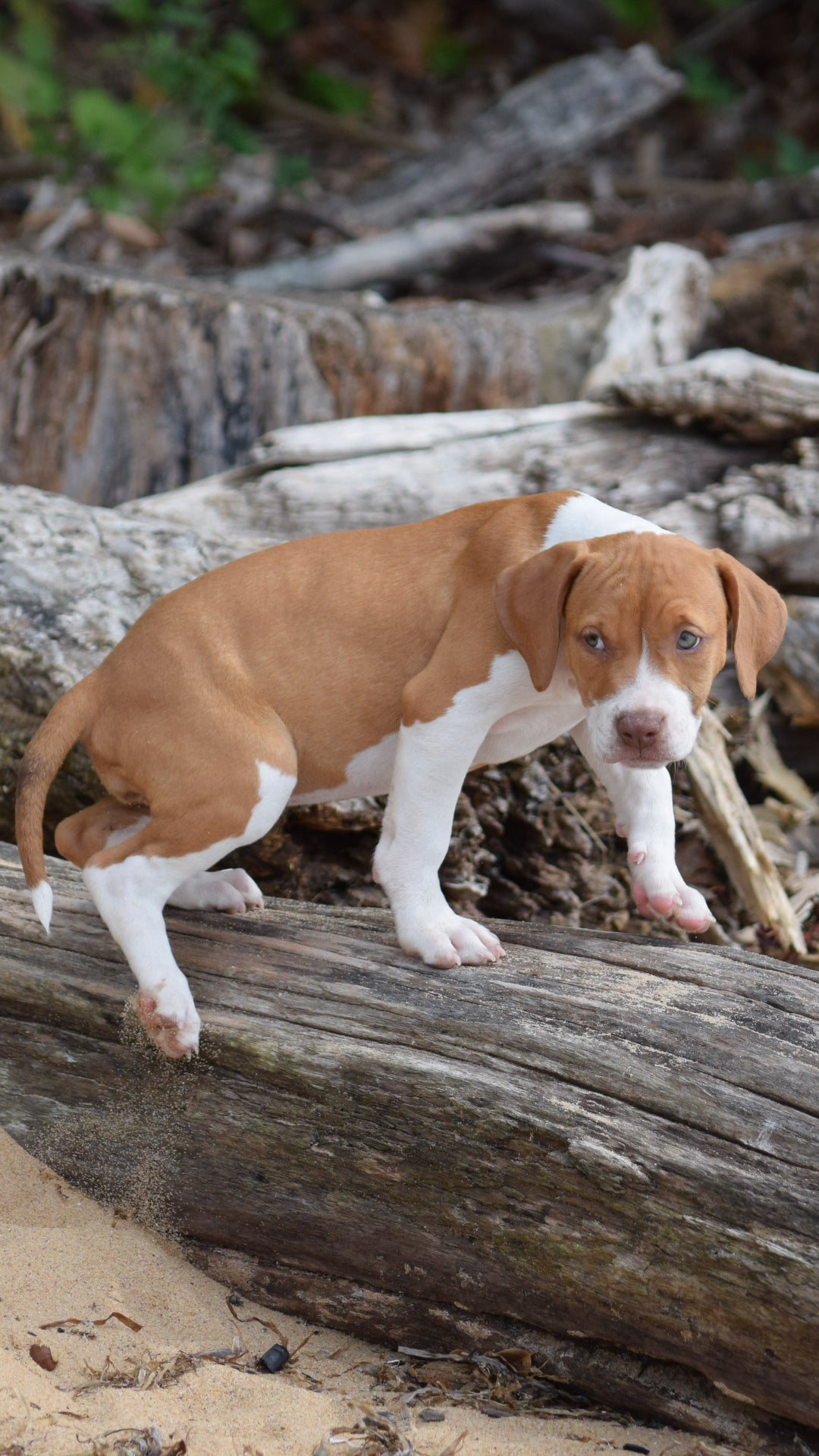 PR Cerberus aka Brandy The Pitbull TM ⚔ PR Boojee daughter * " TINY TINA "  *  NOW READY