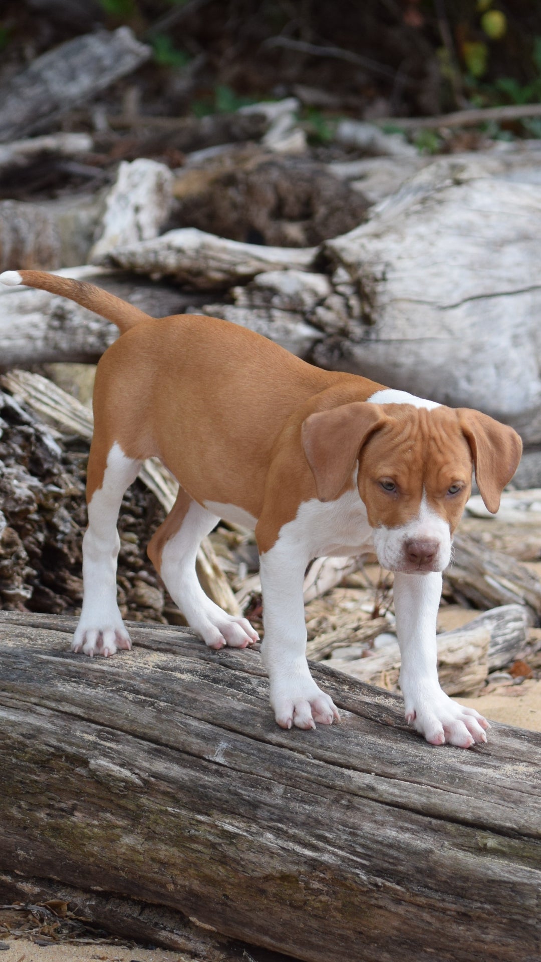 PR Cerberus aka Brandy The Pitbull TM ⚔ PR Boojee daughter * " TINY TINA "  *  NOW READY