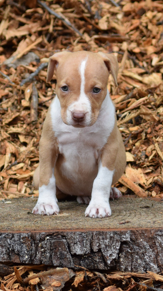 SOLD PR Juvenile ⚔ PR Hollywood * FEMALE #1 * Born 8/11/25 & Ready 10/11/2025