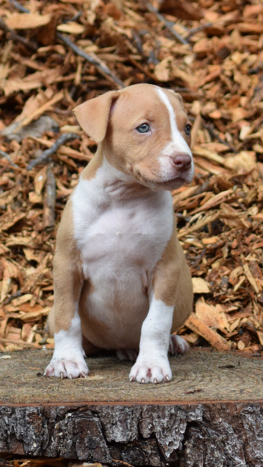 SOLD PR Juvenile â PR Hollywood * FEMALE #1 * Born 8/11/25 & Ready 10/11/2025