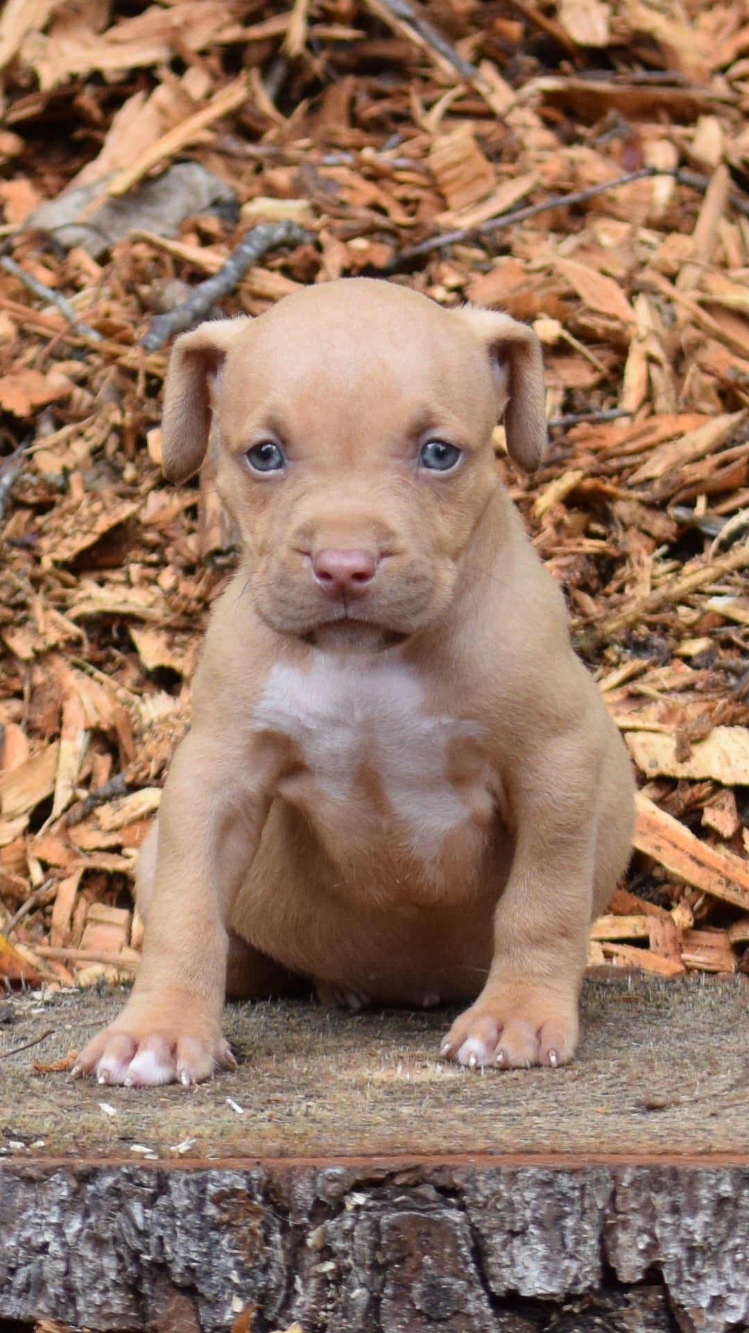 PR Juvenile ⚔ PR Hollywood * Spot * Male #5 * Born 8/11/25 & Ready 10/11/2025