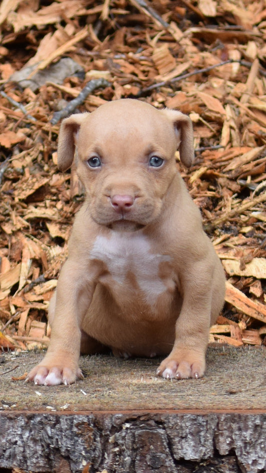 PR Juvenile ⚔ PR Hollywood * Spot * Male #5 * Born 8/11/25 & Ready 10/11/2025
