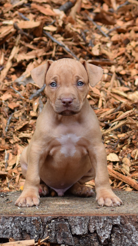 SOLD PR Juvenile â PR Hollywood * MALE #6 * Born 8/11/25 & Ready 10/11/2025 * SOLD