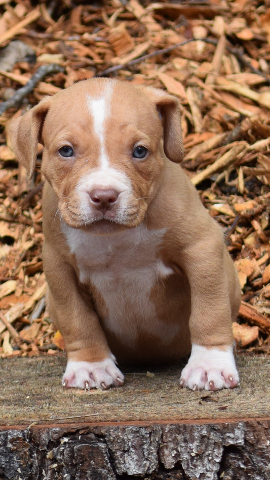 SOLD * PR Juvenile ⚔ PR Hollywood * Bruiser * MALE #4 * Born 8/11/25 & Ready 10/11/2025
