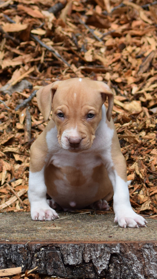 PR Juvenile ⚔ PR Hollywood * MALE #2 * Born 8/11/25 & Ready 10/11/2025