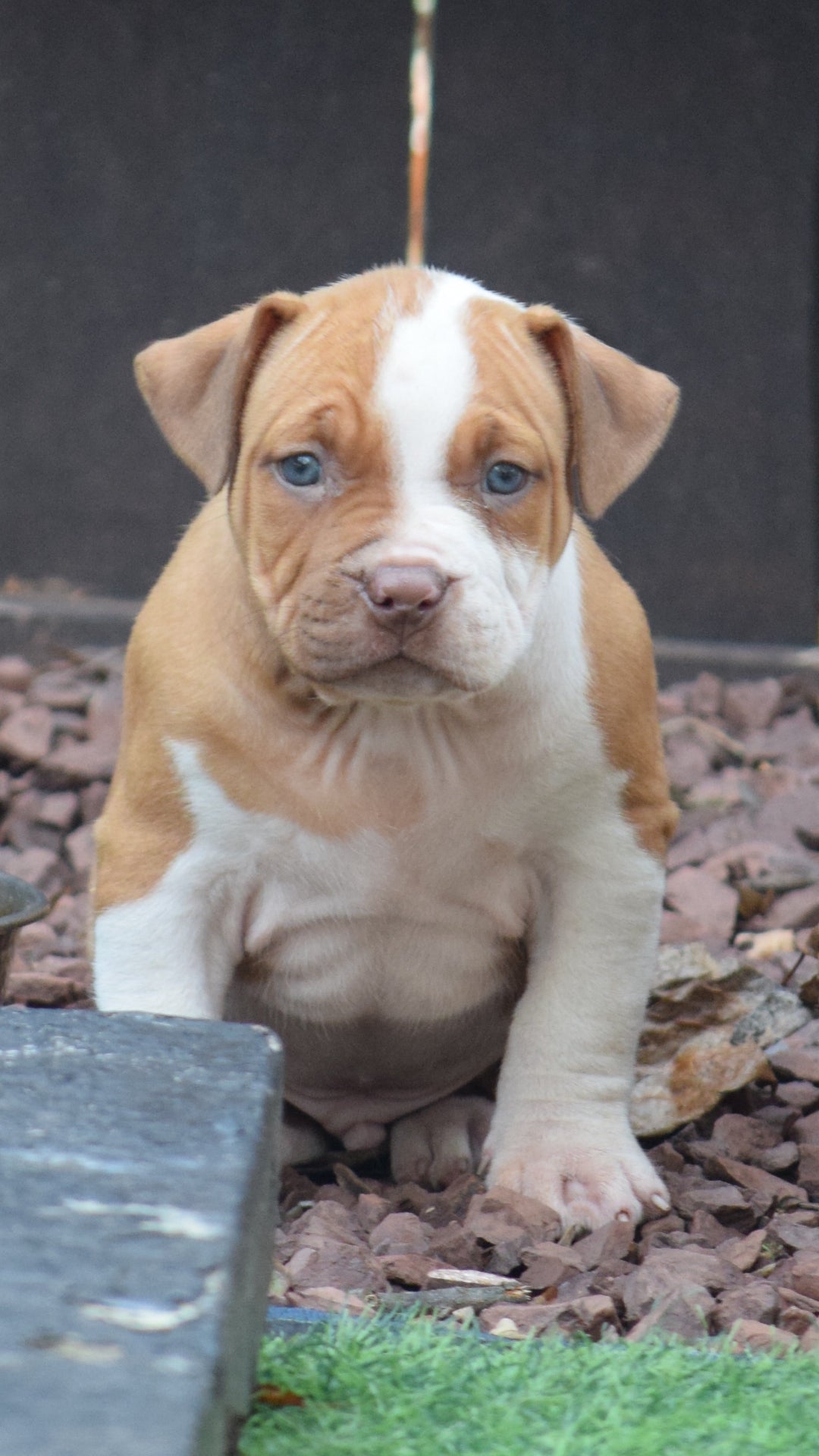 PR The Boo Dogg ⚔ PR Madusa son/ TANK * DOB: 9/20/25